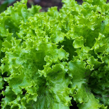 Lettuce Seeds – Grand Rapids