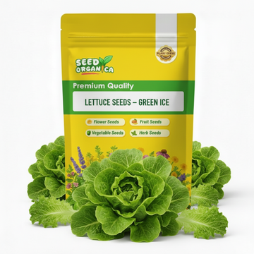 Lettuce Seeds – Green Ice