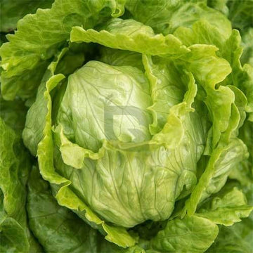Lettuce Seeds – Iceberg Crisp Head