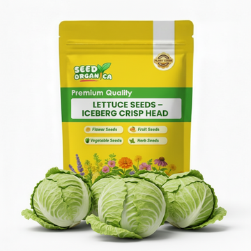 Lettuce Seeds – Iceberg Crisp Head