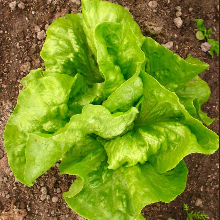 Lettuce Seeds – Lactuca Sativa