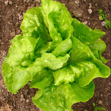 Lettuce Seeds – Lactuca Sativa