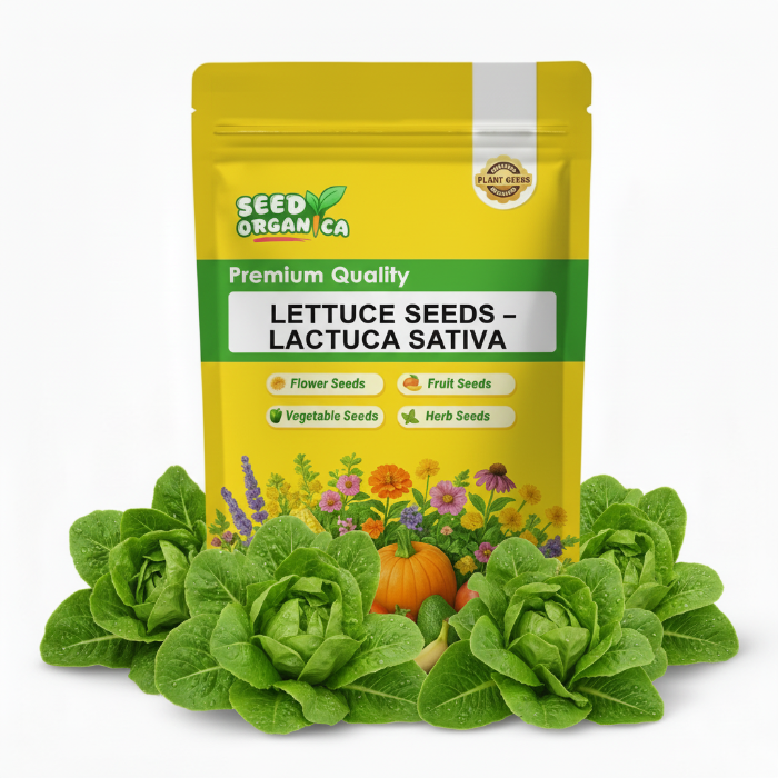 Lettuce Seeds – Lactuca Sativa