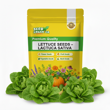 Lettuce Seeds – Lactuca Sativa