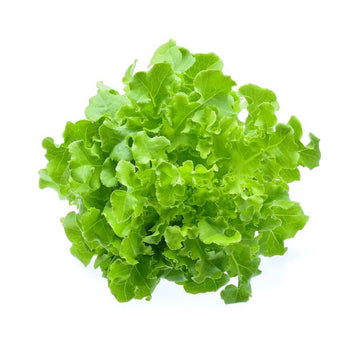 Lettuce Seeds – Light Green