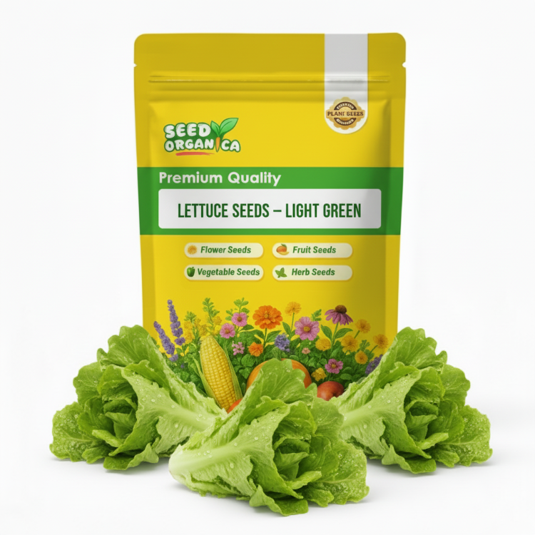 Lettuce Seeds – Light Green