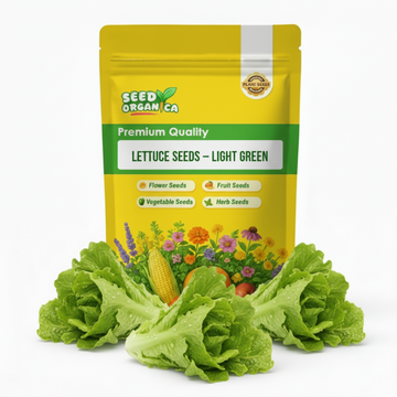 Lettuce Seeds – Light Green