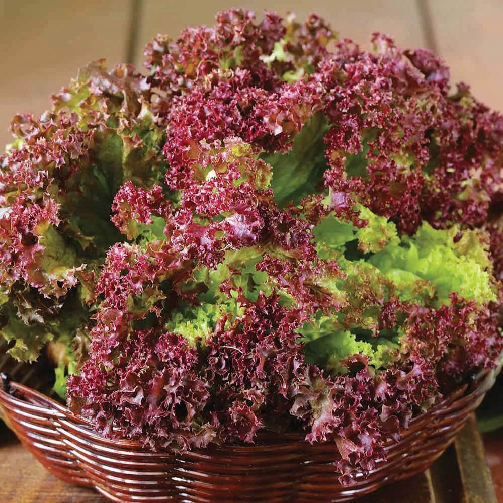 Lettuce Seeds – Lolla Rossa