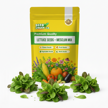 Lettuce Seeds – Mesclun Mix