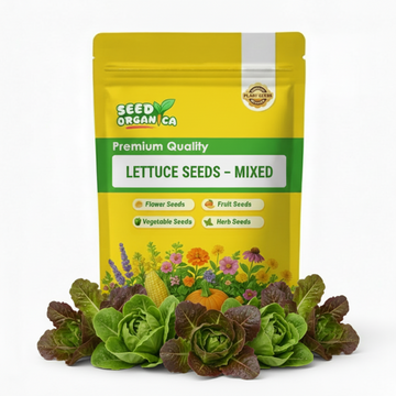 Lettuce Seeds – Mixed