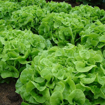 Lettuce Seeds – Oakleaf