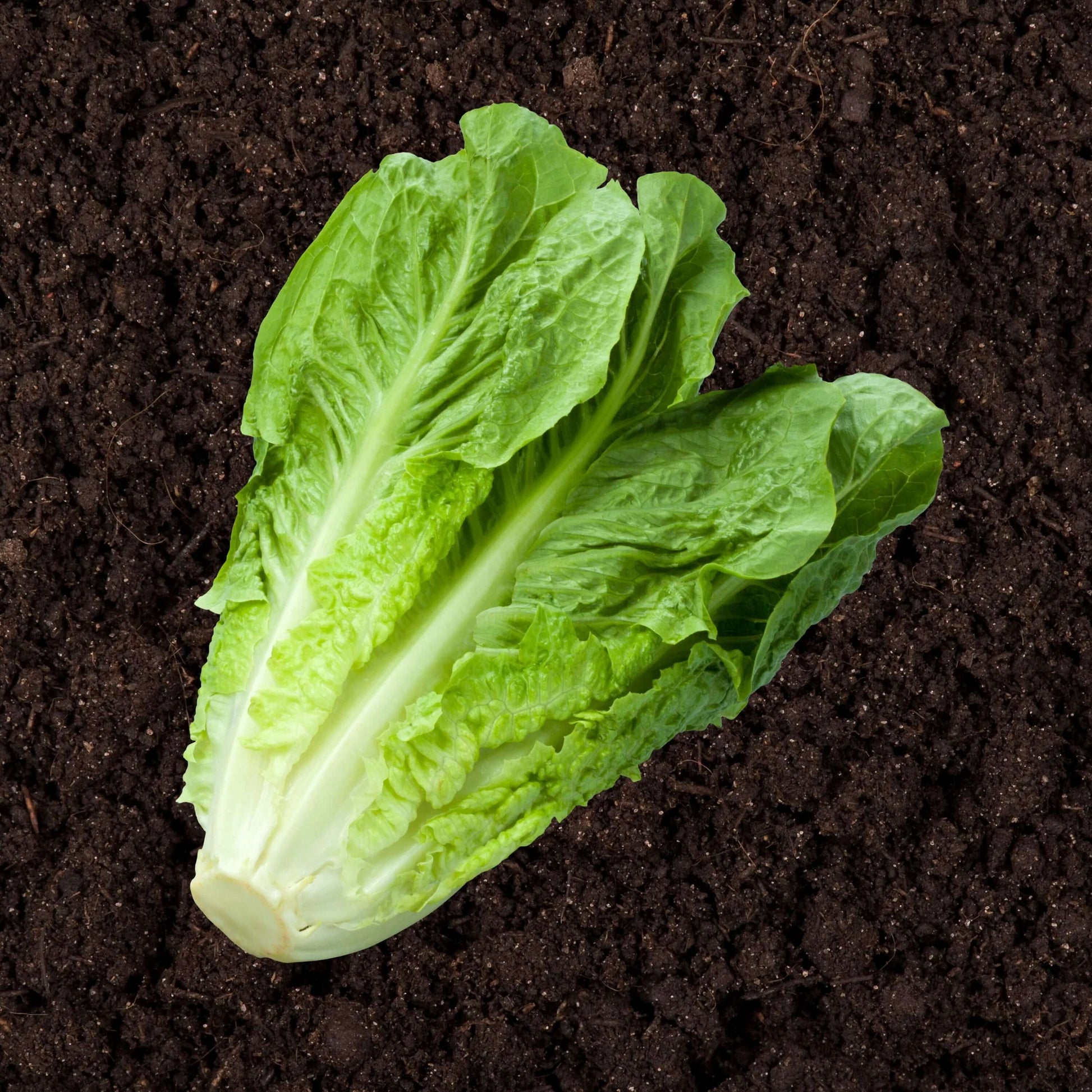 Lettuce Seeds – Parris Island Romaine
