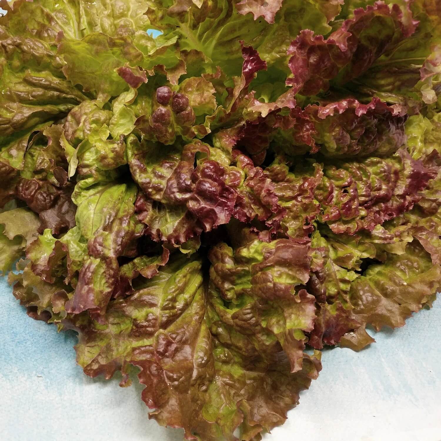 Lettuce Seeds – Prizehead Green Brown