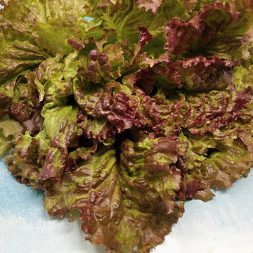 Lettuce Seeds – Prizehead Green Brown