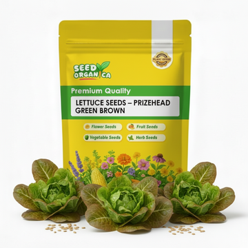 Lettuce Seeds – Prizehead Green Brown