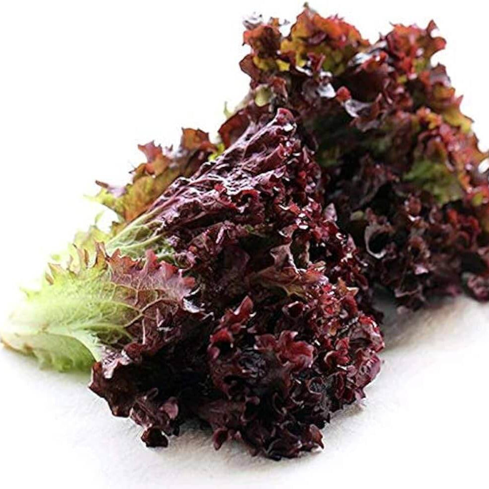 Lettuce Seeds – Purple