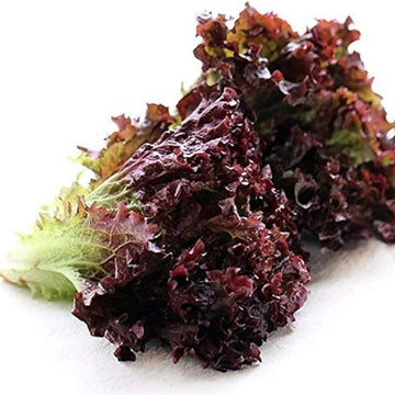 Lettuce Seeds – Purple