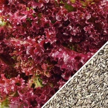 Lettuce Seeds – Red