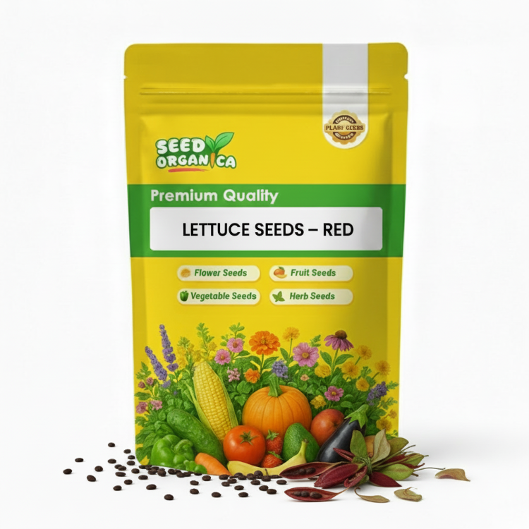 Lettuce Seeds – Red
