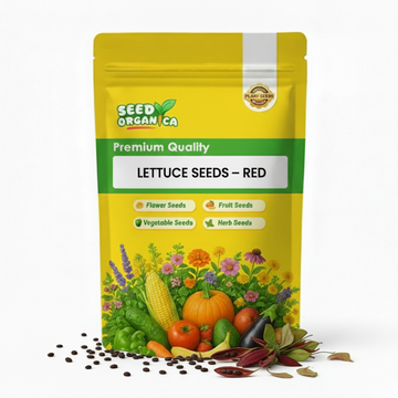 Lettuce Seeds – Red