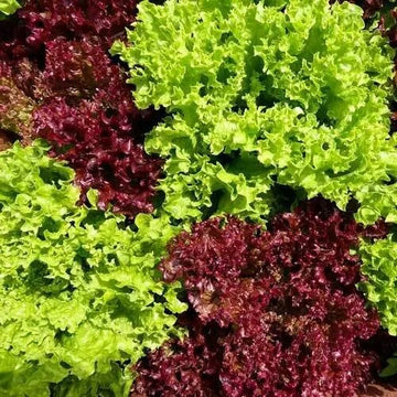 Lettuce Seeds – Red Green Mix