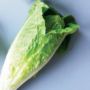Lettuce Seeds – Roman