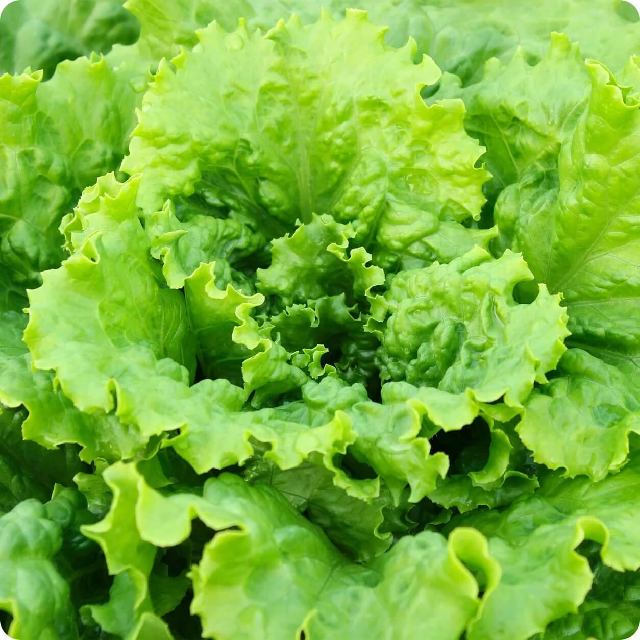 Lettuce Seeds – Slobolt