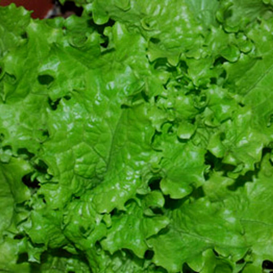 Lettuce Seeds – Slobolt