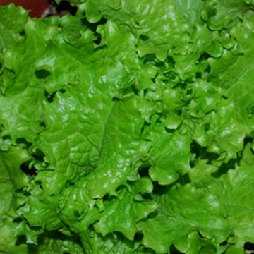 Lettuce Seeds – Slobolt