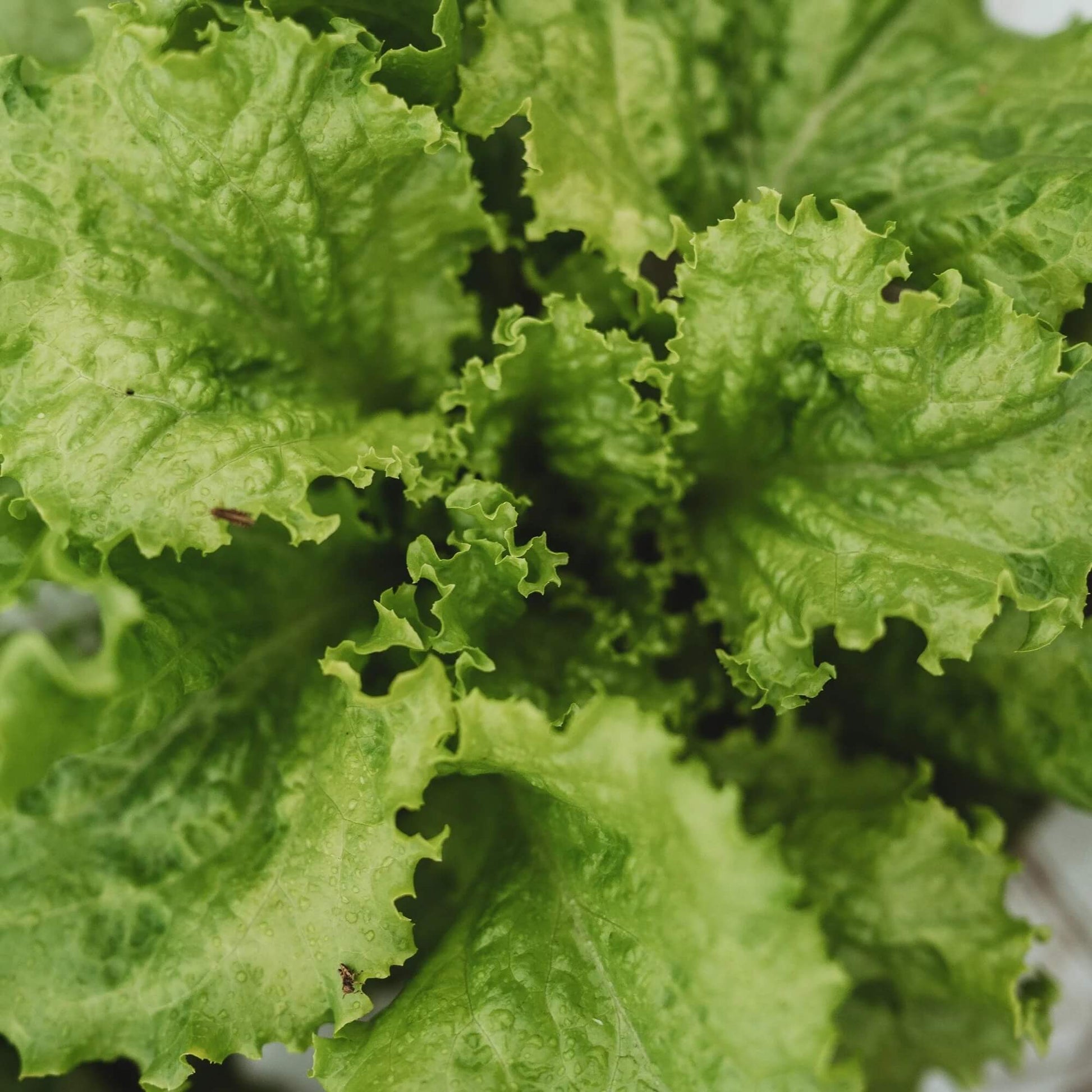 Lettuce Seeds – Slobolt