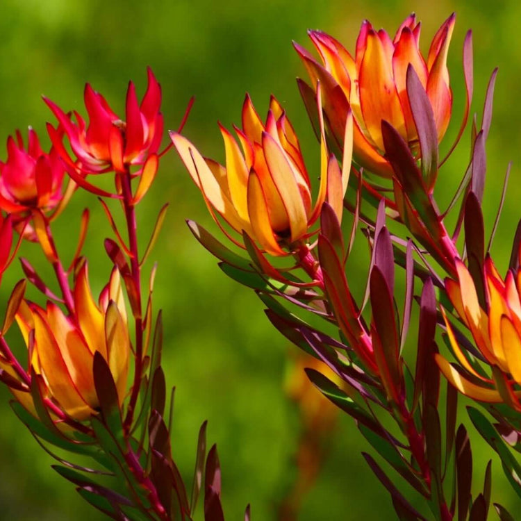 Leucadendron Seeds - Flower Plant for Home Gardens