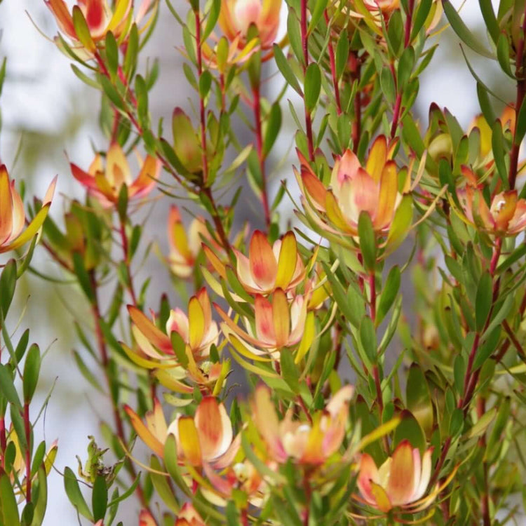 Leucadendron Seeds - Flower Plant for Home Gardens