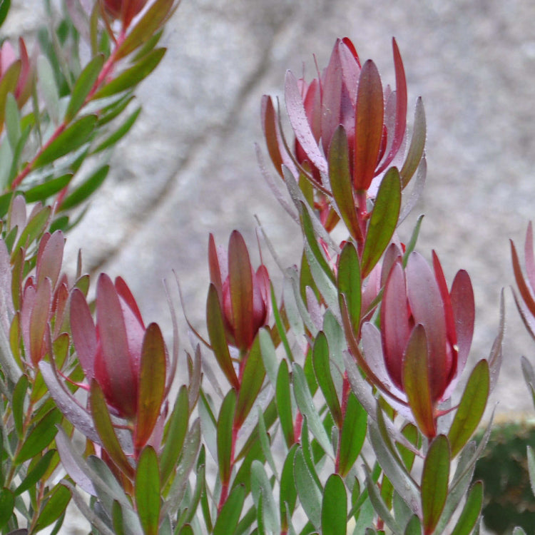 Leucadendron Seeds - Flower Plant for Home Gardens