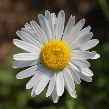 Leucanthemum Vulgare Seeds - Flower Plant