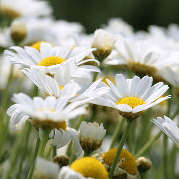 Leucanthemum Vulgare Seeds - Flower Plant