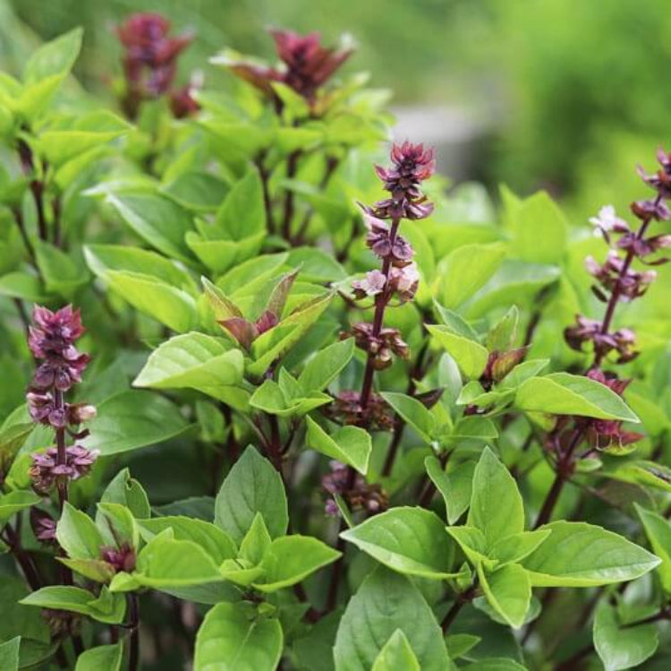 Licorice Ocimum Basilicum Basil Seeds
