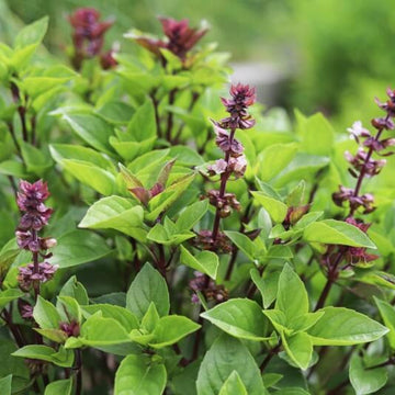 Licorice Ocimum Basilicum Basil Seeds