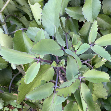 Life Plant Bryophyllum Pinnatum Seeds