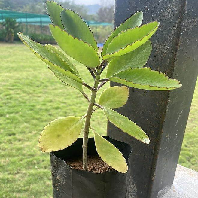 Life Plant Seeds