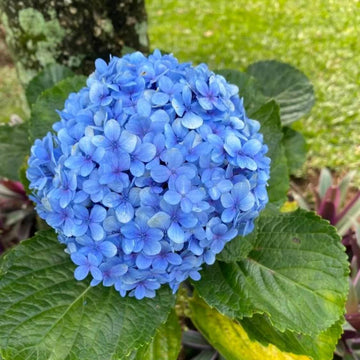 Light Blue Hydrangea Seeds - Flower Plant
