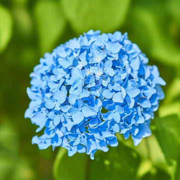 Light Blue Hydrangea Seeds - Flower Plant