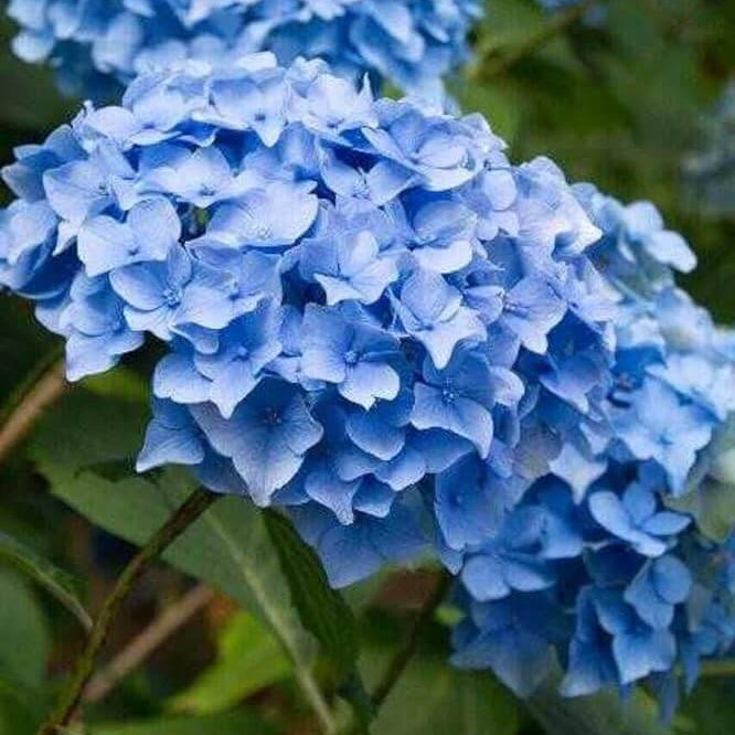 Light Blue Hydrangea Seeds - Flower Plant