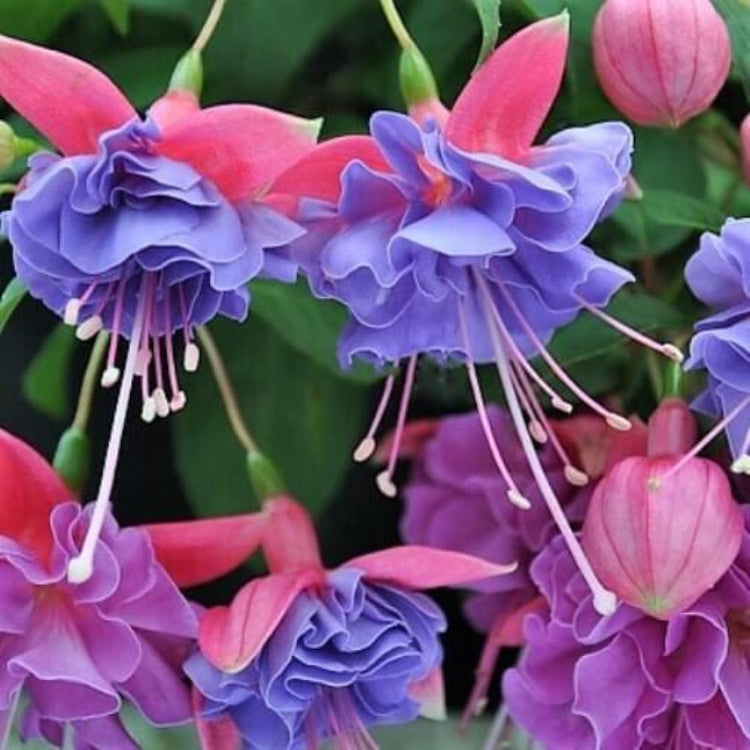 Light Blue Pink Fuchsia Seeds