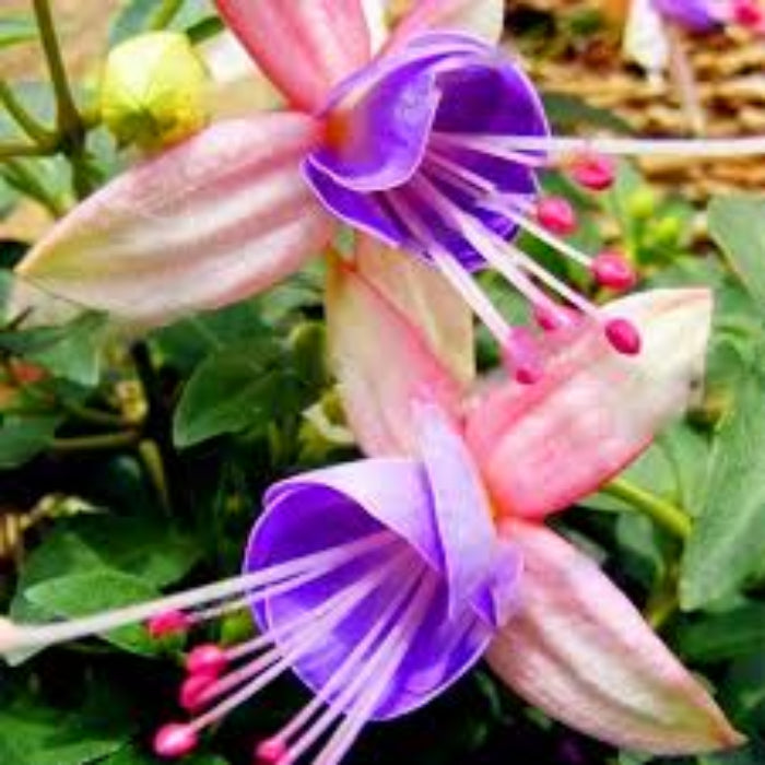 Light Blue Pink Fuchsia Seeds