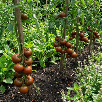 Light Brown Tomato Seeds