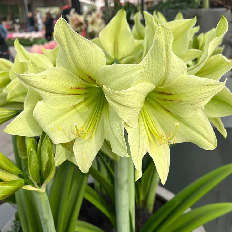 Light Green Amaryllis Seeds 