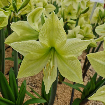 Light Green Amaryllis Seeds 