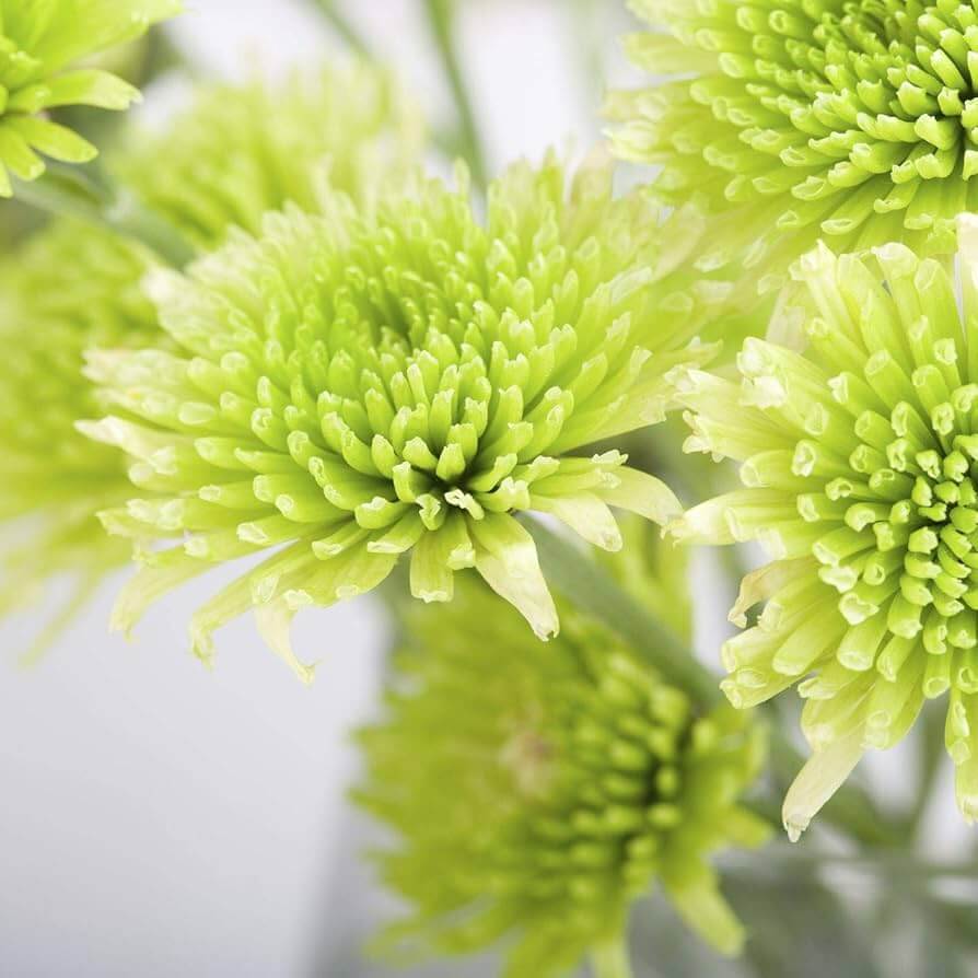 Light Green Aster Seeds 