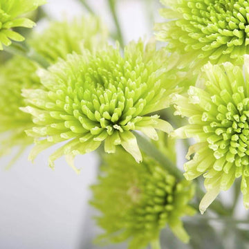 Light Green Aster Seeds 