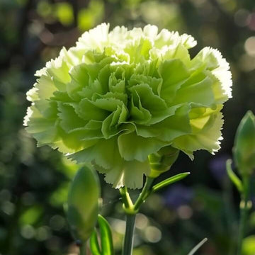 Light Green Carnation Seeds